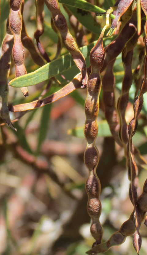 Close up of wattles seeds in a tree