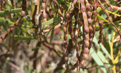 Close up of wattles seeds in a tree
