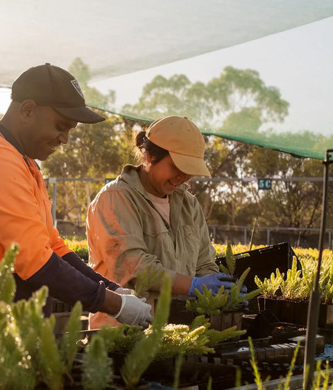 Two people planting seedlings