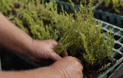 Close up of hands planting tree seedlings