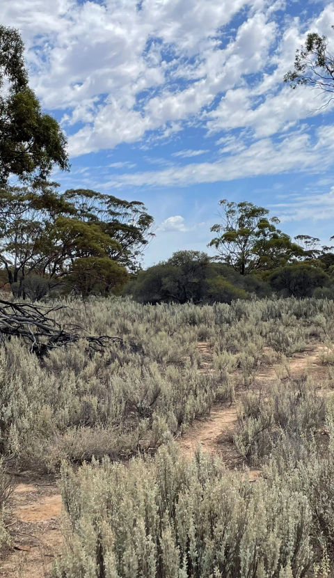 Landscape image of bushland