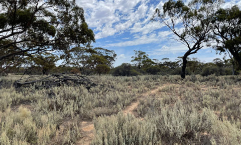 Landscape image of bushland